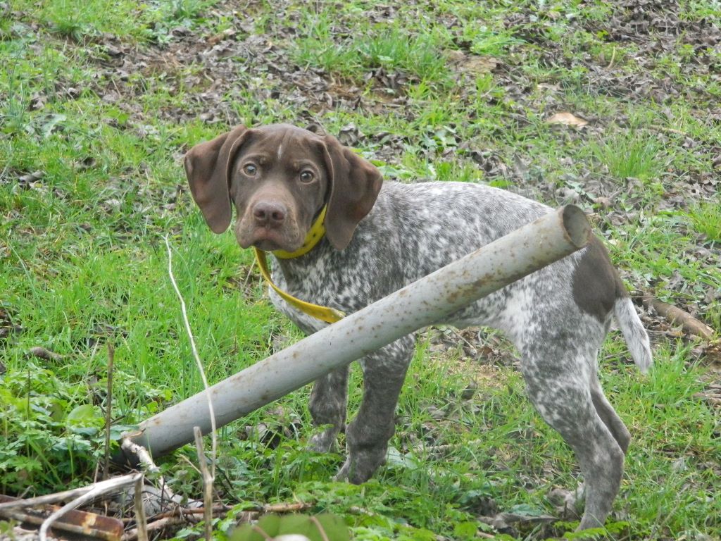 Des Baies De Genevrier - Chiots disponibles - Braque français, type Pyrenees (petite taille)